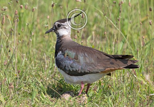 Lapwing on Nest DM1687